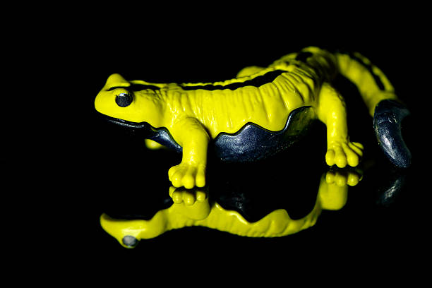 Toy salamander on a black glass background