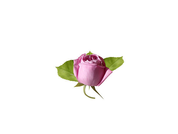 Orange rose flowers isolated on white background