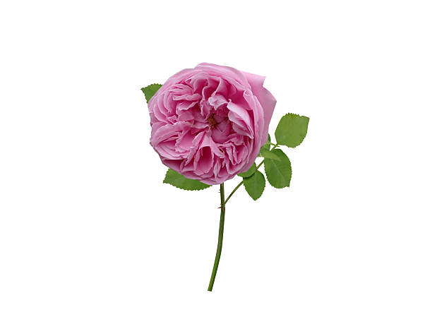 istock Rosa centifolia or Provence rose bud with flower 2252215699