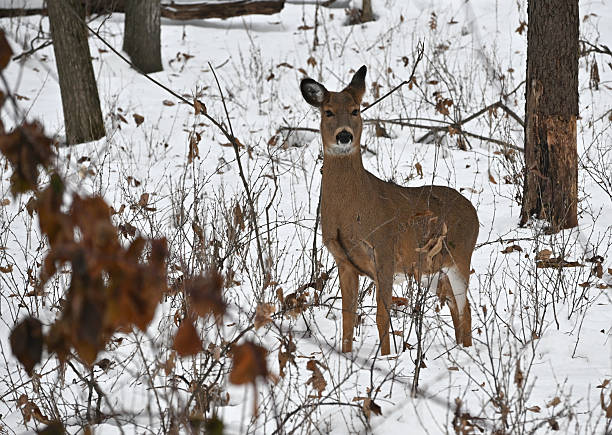 istock Deer in the Woods 2252215728