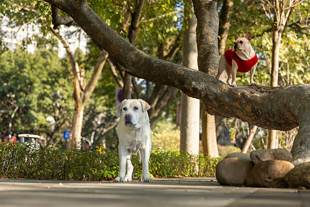 The French Bulldog and the Labrador Retriever were playing hide-and-seek in a tree in the park. The French Bulldog was up in the tree while the Labrador Retriever was down below.