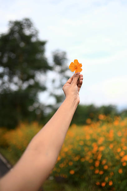 A close-up view of a hand gently holding a bright yellow wildflower against a blurred background of a flower-filled field. The image highlights simplicity, nature, and connection to the outdoors, making it suitable for themes of mindfulness, natural beauty, growth, springtime, and peaceful rural landscapes.