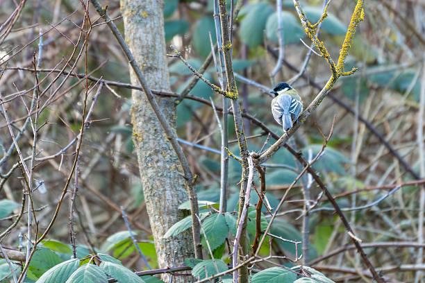 A marsh tit Poecile palustris perched quietly on a thin branch among dense woodland shrubs. The small songbird blends into the muted forest tones.
