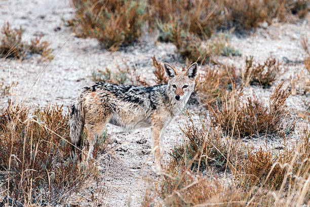 one single black backed jackal in the etosha national park in namibia