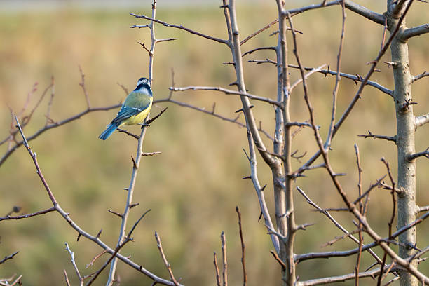 istock Blue tit Cyanistes caeruleus perched on bare twigs with an open field behind. 2252218928