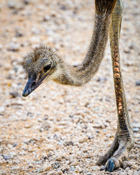 close up of african ostrich in the savannah of etosha national park in namibia