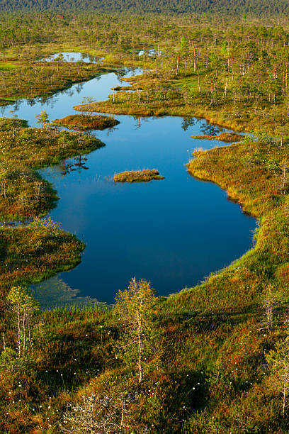 istock View over pools in Mannikjarve bog, Endla Nature Reserve, Estonia 2252219253