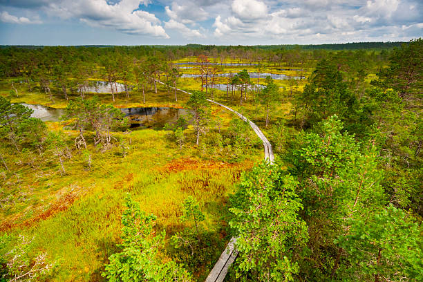 Elavated view over a tourist walkway through Viru Bog in summer in Lahemaa National Park, Estonia