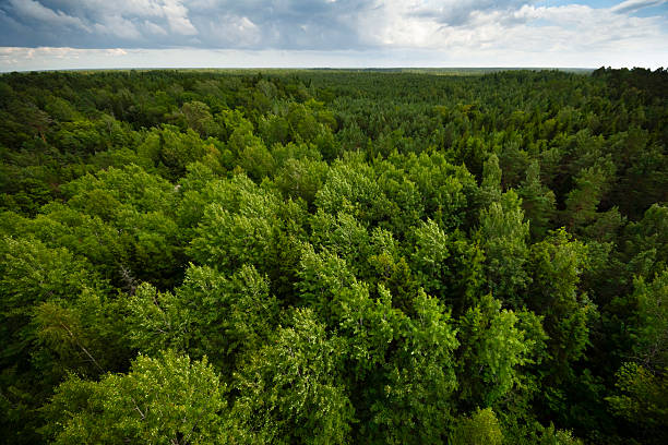View over mixed pine and broadleaf forests in Viidumae Nature Reserve, Saare County, Saaremaa Island, Estonia