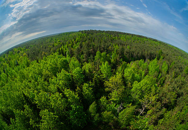 View over mixed pine and broadleaf forests in Viidumae Nature Reserve, Saare County, Saaremaa Island, Estonia