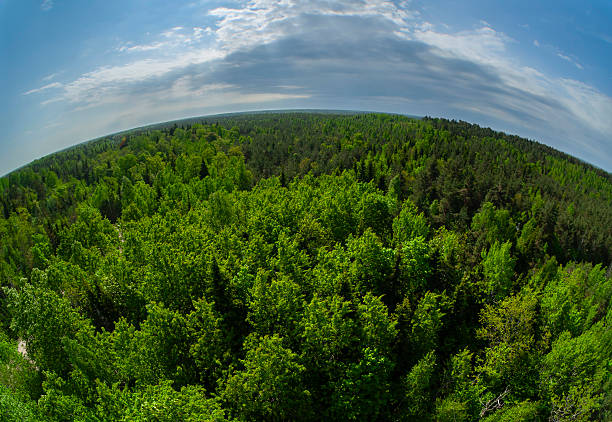 View over mixed pine and broadleaf forests in Viidumae Nature Reserve, Saare County, Saaremaa Island, Estonia