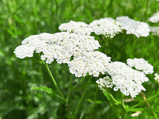 istock Delicate White Yarrow Flowers in a Sunny Meadow 2252225054
