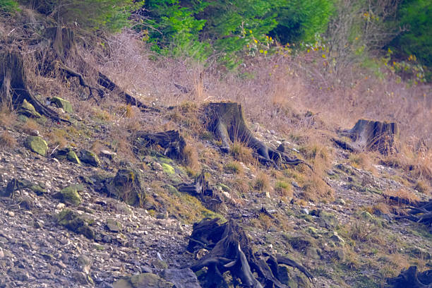 Goldisthal Dam in the Thuringian Forest