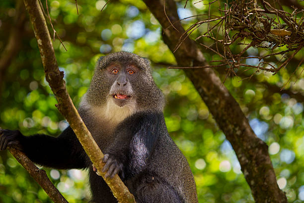 Blue monkey or Cercopithecus mitis climbing in tree mouth slightly openlooking down at food of tourists in Arusha National Park, Tanzania.