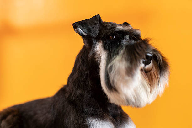 Male schnauzer puppy happy in cardboard box in living room at home
