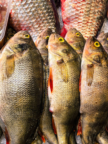 istock Fresh Raw Fish Displayed on Ice at Market for Sale 2252228599