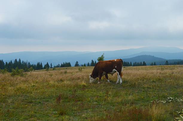 a cow grazes in a meadow