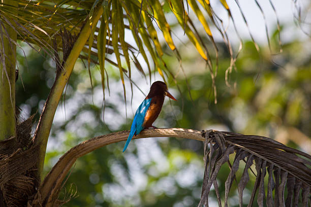 Colorful kingfisher bird perched on a palm tree branch in a tropical natural environment with soft green bokeh background.