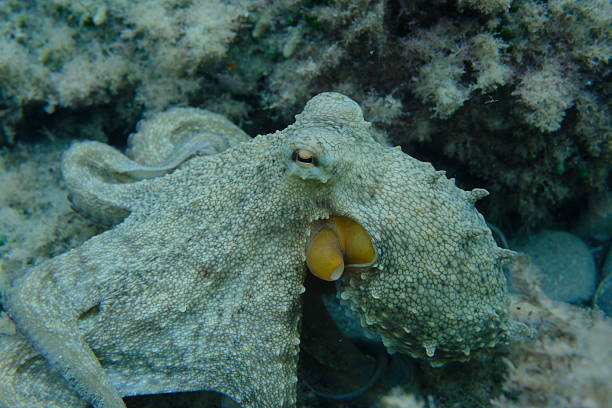 istock Common octopus (Octopus vulgaris) hunting undersea, Ligurian Sea 2252232228
