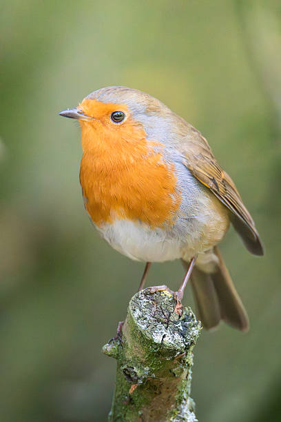 istock Very Friendly, Robins, Erithacus rubecula,  Robin Redbreast posing for the camera Ensor's Pool, Warwickshire, October 2025. 2252232302