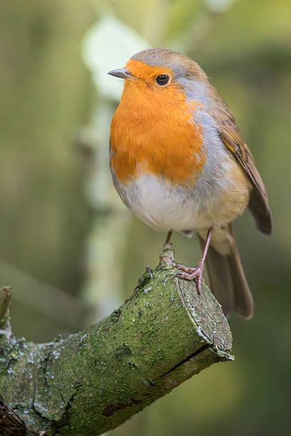 istock Very Friendly, Robins, Erithacus rubecula,  Robin Redbreast posing for the camera Ensor's Pool, Warwickshire, October 2025. 2252232304