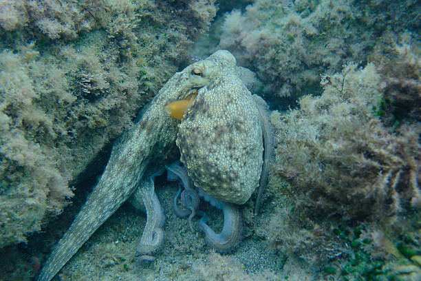 istock Common octopus (Octopus vulgaris) hunting undersea, Ligurian Sea 2252232313