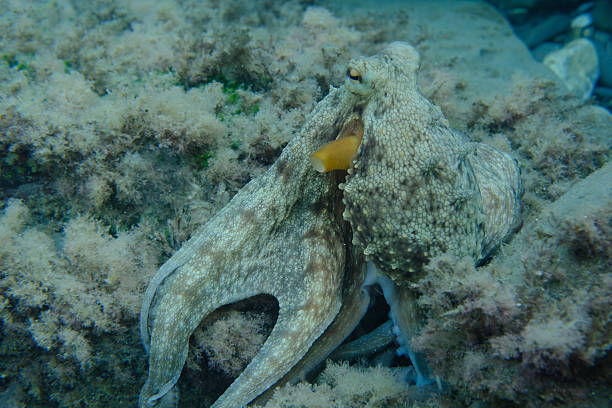 istock Common octopus (Octopus vulgaris) hunting undersea, Ligurian Sea 2252232327