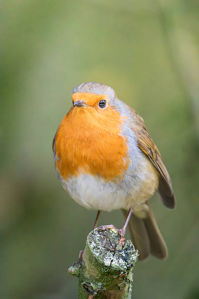 istock Very Friendly, Robins, Erithacus rubecula,  Robin Redbreast posing for the camera Ensor's Pool, Warwickshire, October 2025. 2252232336