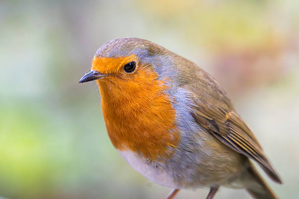 istock Very Friendly, Robins, Erithacus rubecula,  Robin Redbreast posing for the camera Ensor's Pool, Warwickshire, October 2025. 2252232371