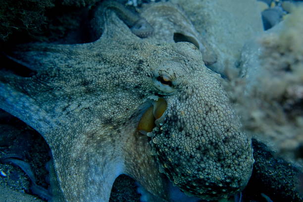 Common octopus (Octopus vulgaris) hunting undersea, Ligurian Sea, Italy, Imperia