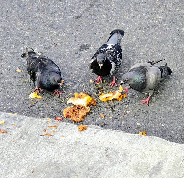 Doves