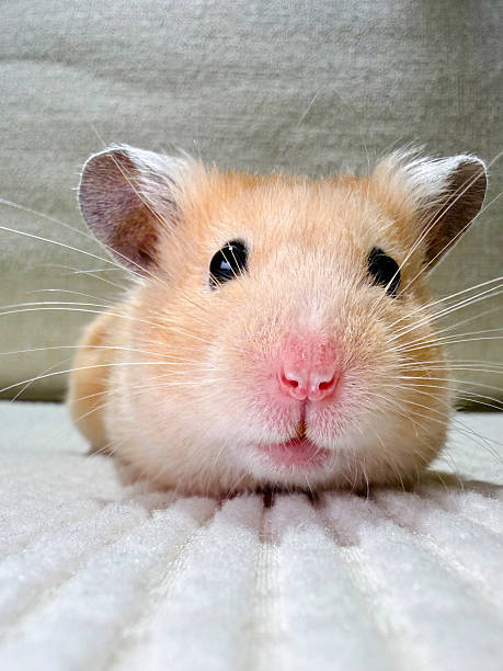 istock Cute Syrian hamster smiling face closeup 2252232772