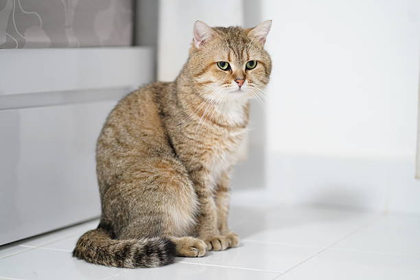 istock Beautiful fluffy cat sitting gracefully on white tiled floor with soft light creating an appealing ambiance in a modern indoor setting 2252232843
