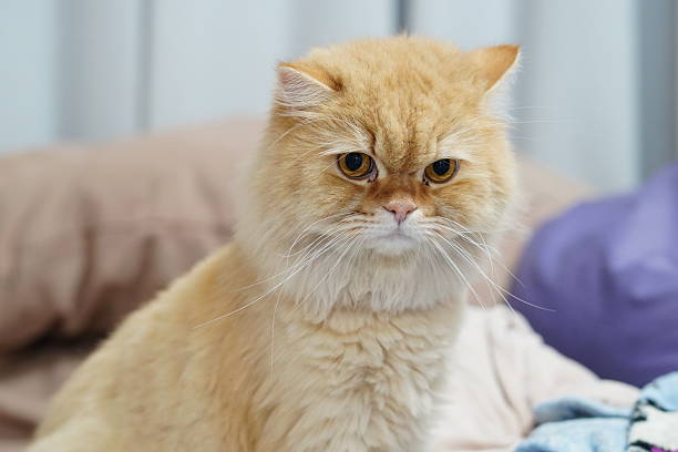 istock Fluffy Ginger Cat with Expressive Face Sitting on Bed Surrounded by Soft Pillows and Blankets in Cozy Indoor Setting, Capturing Warmth and Comfort 2252233684