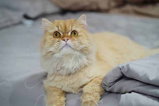 istock Fluffy Ginger Cat Relaxing on Soft Bedspread with Curious Expression and Captivating Eyes in Cozy Indoor Setting 2252233731