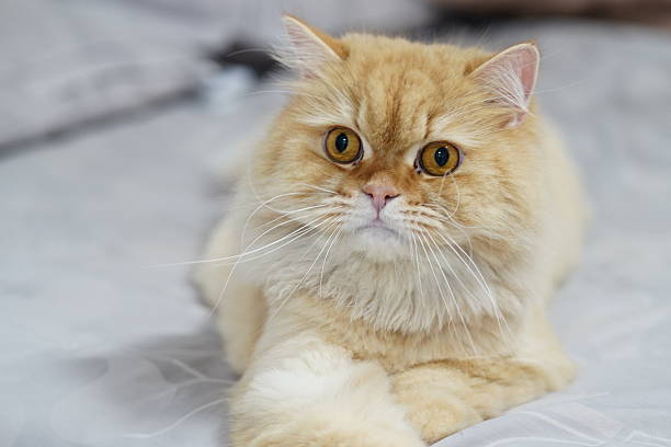 istock Adorable fluffy cat lounging on soft blankets with big expressive eyes, showcasing a charming demeanor and unique facial features, perfect for pet lovers 2252233744