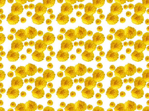 Calendula flowers on a background