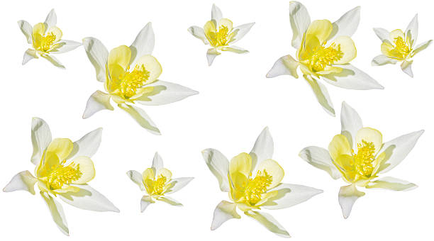 istock pattern of yellow aquilegia on a white background 2252235463