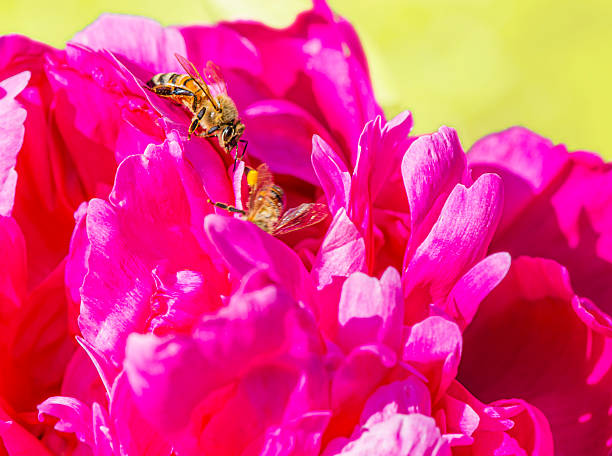 pink peony close-up with bees