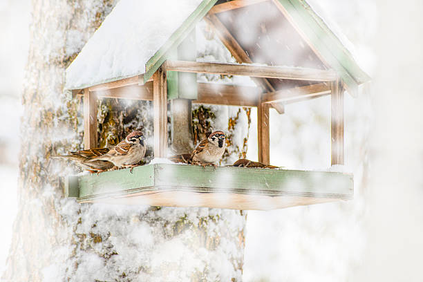 birds at the feeder in winter, snow falling