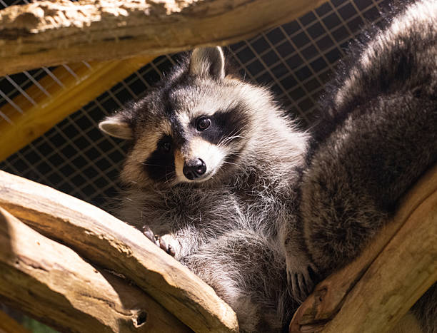 istock A cute raccoon sits on a tree and looks down from the top 2252237280