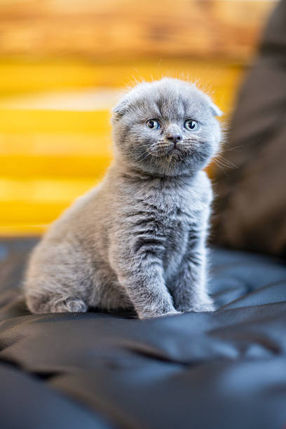 Portrait of cute street cats