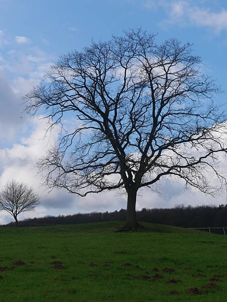 istock Silhouette of a Solitary Old Tree 2252237879