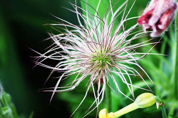 A tossy clematis flower