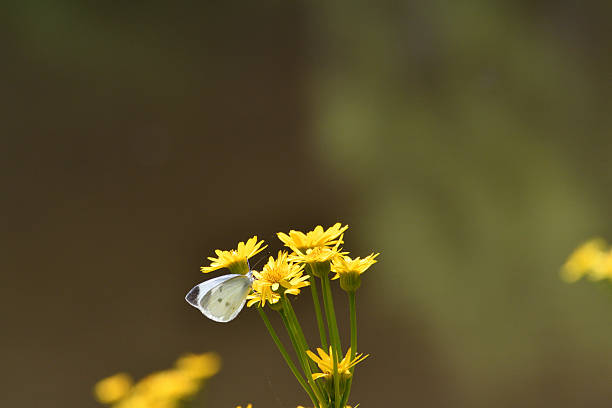 A cabbage white butterfly resting on a Sawayaguruma flower
