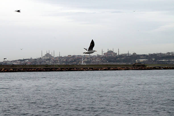 Istanbul, Turkey - December 25, 2009: A sea view of Hagia Sophia and Sultanahmet Mosque with seagulls in the foreground.