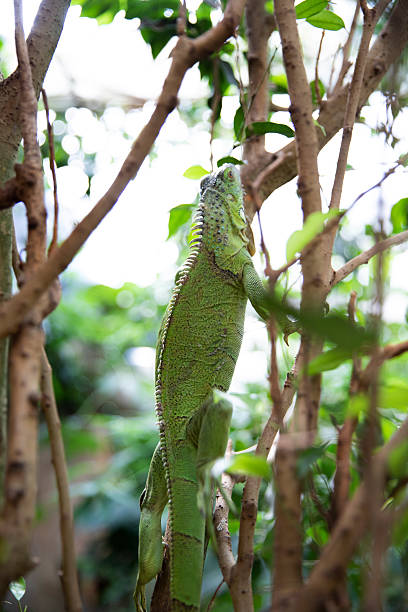 istock Animal lizard. An iguana is hiding in a tree. Reptile. Macro. 2252240101