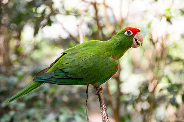 istock Congo parakeet. Green parrot with red head. bird close up 2252240332