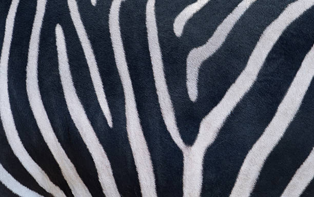 istock Natural texture of the zebra skin. 2252241680