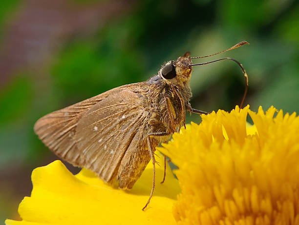 istock Little brown cute butterfly perched on yellow marigold 2252244127